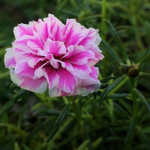 Portulaca-9O-Clock-Peach5.jpg