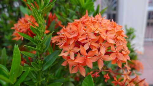 Ixora-Orange1.jpg