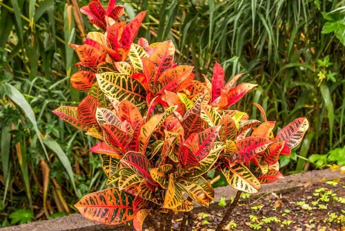Top-2-Stunning-Crotons-Combo03.jpg