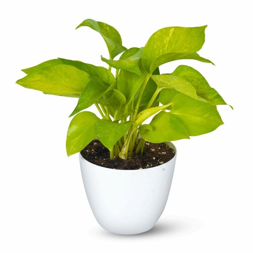 money-plant-pot1.jpg